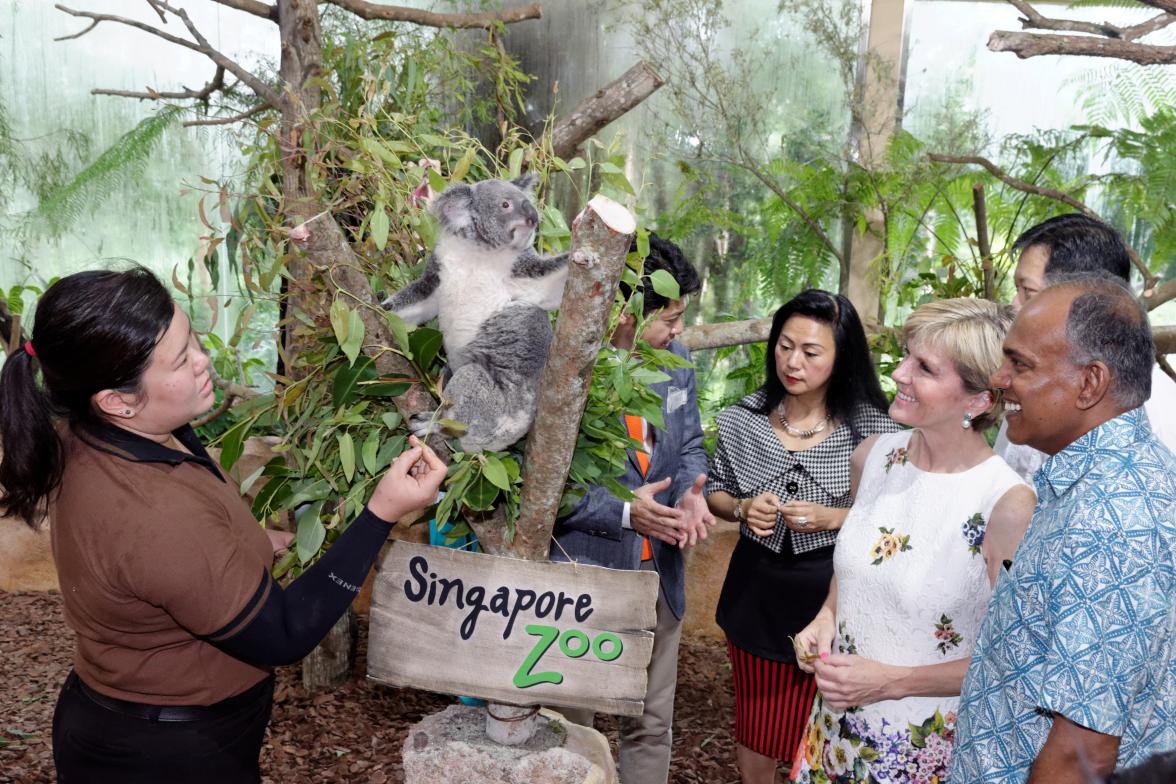 Australia's Foreign Minister Bishop and Singapore's Foreign Minister Shanmugam meet the star attractions at Singapore Zoo's new koala exhibit to mark 50 years of diplomatic relations and 50 years of Singaporean independence. 20 May 2015.