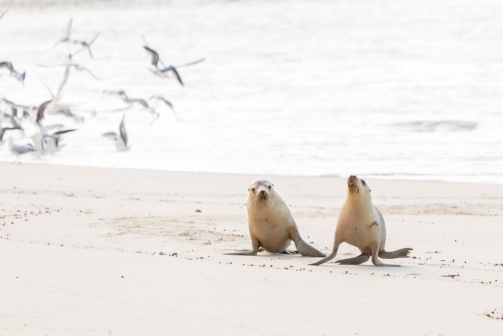 Seals on Kangaroo Island.