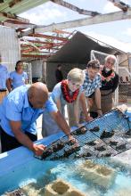 Minister Bishop is shown juvenile Pearl Oysters at Ministry of Fisheries with Head of Aquaculture, Ministry of Agriculture, Food, Forestry and Fisheries Poasi Ngaluafe and Senior Project Scientist Max Wingfield